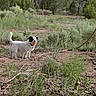 Snoop is registered to the contest to win money with this photo: animal, ball, black_shirt, branch, casual, dirt, dog, field, grass, greenery, jeans, leash, nature, outdoor, person, pet, play, stick, summer, sunlight