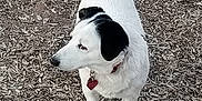 Snoop is registered to the contest to win money with this photo: accessories, animal, beagle, bodypart, canine, collar, dog, hound, husky, labradorretriever, leash, mouth, outdoors, person, pet, pointer, puppy, soil, strap, whitedog