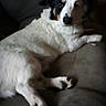 Snoop joined the competition — help win amazing prizes! dog, couch, pet, animal, indoor, relaxed, fur, white, black, paw, lying_down, canine, comfortable, home, domestic, looking, resting, mammal, snout, ears