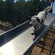Snoop joined the competition — help win amazing prizes! animal, canine, daytime, dog, fence, fun, happy, leash, metal, metal_slide, outdoor, park, pet, play, playground, slide, sunny, tongue_out, trees, wood_chips