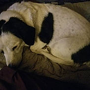 Snoop joined the competition — help win amazing prizes! bed, black_spot, blanket, companion, cozy, curled_up, dog, domestic_animal, ear, indoor, mammal, paw, pet, portrait, quilt, resting, sleeping, sleepy, snout, white_fur