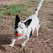 Snoop is registered to the contest to win money with this photo: active, animal, ball, black_and_white, canine, dirt, dog, ears, fetch, grass, ground, happy, nature, outdoor, pet, playing, running, sunlight, tail, toy