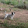 Snoop joined the competition — help win amazing prizes! alert, animal, black_patch, collar, dirt, dog, fence, grass, nature, outdoor, pet, plants, rural, shrub, small_dog, standing, sunlight, twig, white_dog, yard