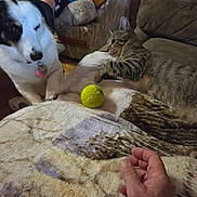 Snoop is registered to the contest to win money with this photo: dog, cat, tennis_ball, blanket, hand, person, armchair, indoor, furniture, pet, tabby_cat, one_eyed_dog, curious, soft_lighting, carpet, blue_shirt, black_shorts, cozy, household, playing
