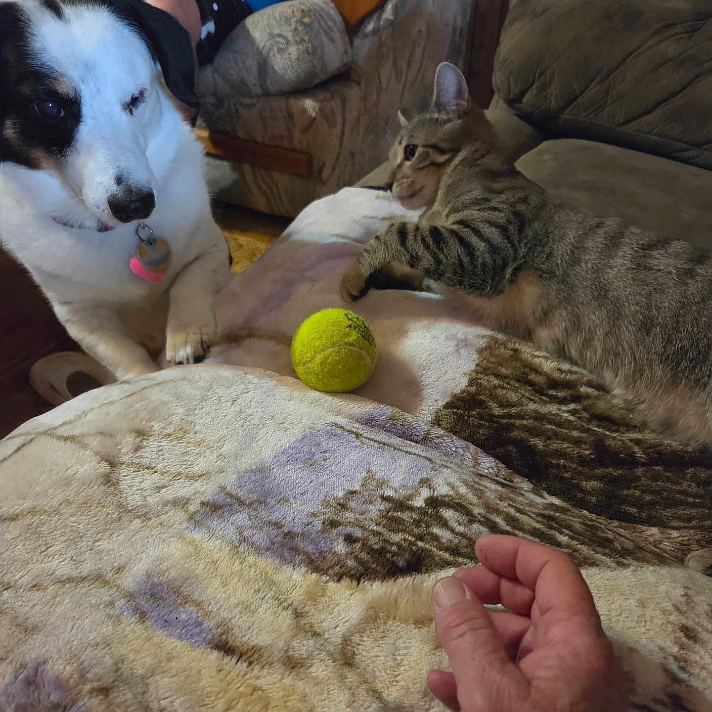 Snoop is registered to the contest to win money with this photo: dog, cat, tennis_ball, blanket, hand, person, armchair, indoor, furniture, pet, tabby_cat, one_eyed_dog, curious, soft_lighting, carpet, blue_shirt, black_shorts, cozy, household, playing