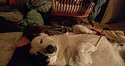 Snoop is registered to the contest to win money with this photo: animal, bedroom, blanket, canine, carpet, clothes, cozy, dog, domestic, fur, home, indoor, lying_down, messy_room, pet, pillow, relaxed, resting, sleepy, wooden_crib