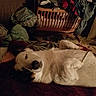 Snoop is registered to the contest to win money with this photo: dog, lying_down, blanket, indoor, sleepy, wooden_crib, clothes, messy_room, carpet, pillow, pet, relaxed, canine, fur, domestic, bedroom, animal, cozy, resting, home