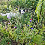 Snoop is registered to the contest to win money with this photo: dog, white_dog, black_patch, wildflowers, garden, greenery, plants, grass, nature, outdoor, flora, leaf, stem, pet, animal, canine, summer, colorful, bushes, field