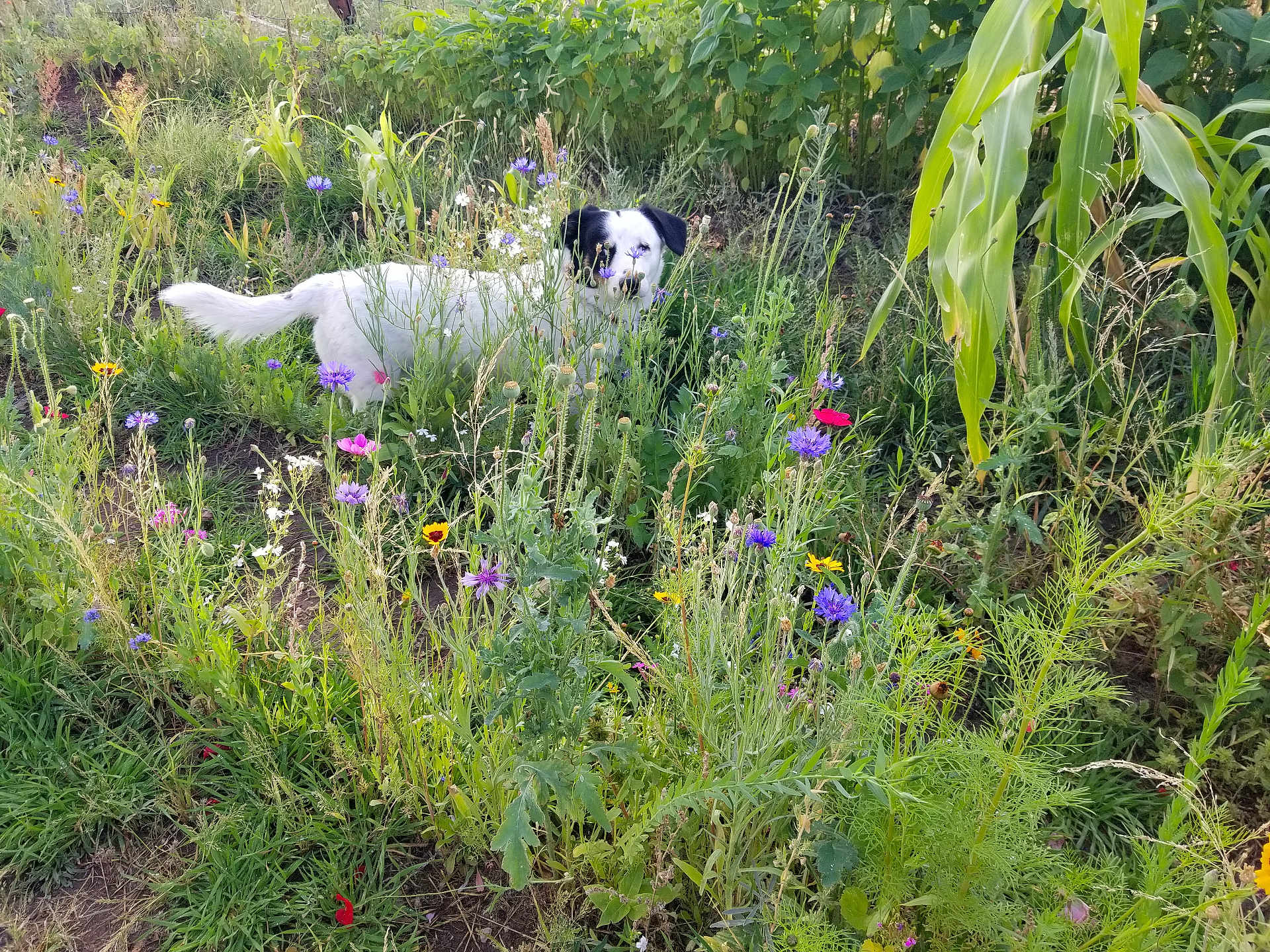 Snoop is registered to the contest to win money with this photo: dog, white_dog, black_patch, wildflowers, garden, greenery, plants, grass, nature, outdoor, flora, leaf, stem, pet, animal, canine, summer, colorful, bushes, field