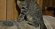Mac Gibby joined the competition — help win amazing prizes! animal, cat, couch, cozy, curious, domestic, ears, feline, furniture, home, indoor, looking_away, pet, sitting, striped, tabby, tail, texture, whiskers, wood_paneling