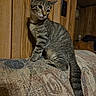 Mac Gibby joined the competition — help win amazing prizes! cat, tabby, indoor, furniture, couch, wood_paneling, pet, animal, striped, curious, sitting, tail, ears, whiskers, home, domestic, feline, cozy, texture, looking_away