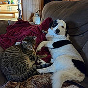 Mac Gibby joined the competition — help win amazing prizes! dog, cat, pet, couch, blanket, cuddling, sleepy, relaxed, indoor, living_room, wood_paneling, home, tabby_cat, spotted_dog, black_and_white, animal_companions, cozy, portrait, furniture, domestic_animals