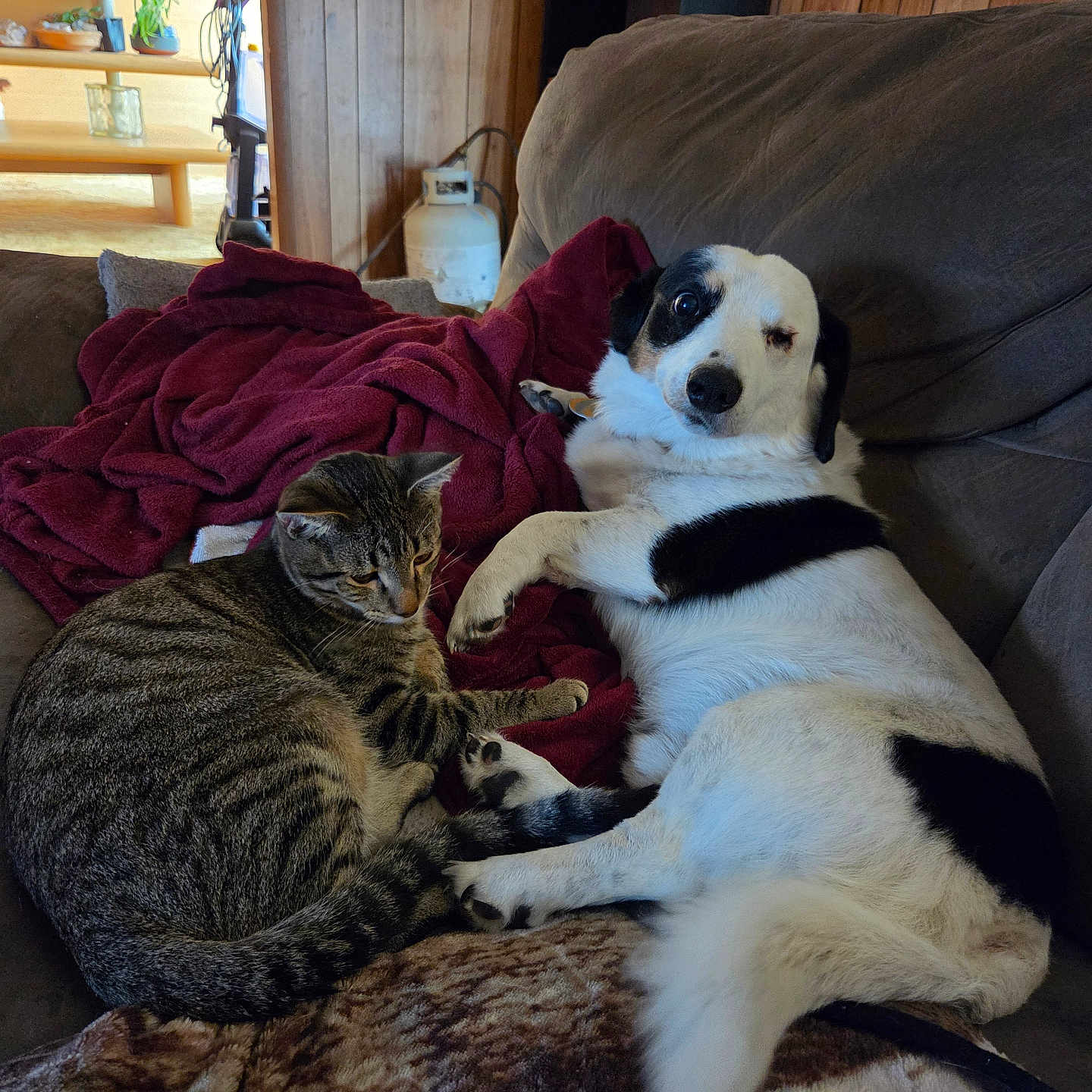 Mac Gibby joined the competition — help win amazing prizes! dog, cat, pet, couch, blanket, cuddling, sleepy, relaxed, indoor, living_room, wood_paneling, home, tabby_cat, spotted_dog, black_and_white, animal_companions, cozy, portrait, furniture, domestic_animals