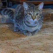 Mac Gibby is registered to the contest to win money with this photo: cat, tabby, indoor, floor, furniture, wood, pet, animal, mammal, sitting, eyes, ears, whiskers, curious, blurred, texture, home, cabinet, feline, domestic