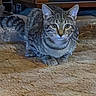 Mac Gibby is registered to the contest to win money with this photo: animal, blurred, cabinet, cat, curious, domestic, ears, eyes, feline, floor, furniture, home, indoor, mammal, pet, sitting, tabby, texture, whiskers, wood