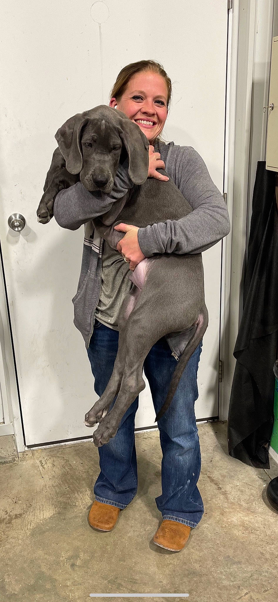 Blue joined the competition — help win amazing prizes! carnivore, clothing, companion_dog, denim, dog, dog_breed, fashion_design, fawn, formal_wear, gesture, grey, liver, shoe, sleeve, smile, standing, street_fashion, suit, waist, working_animal