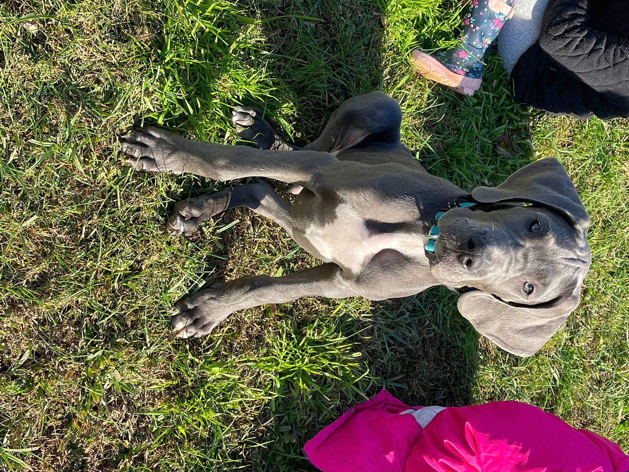 Blue joined the competition — help win amazing prizes! canidae, carnivore, companion_dog, dog, dog_breed, fawn, flower, grass, great_dane, guard_dog, happy, magenta, non_sporting_group, petal, plant, sculpture, sporting_group, tail, working_animal, working_dog