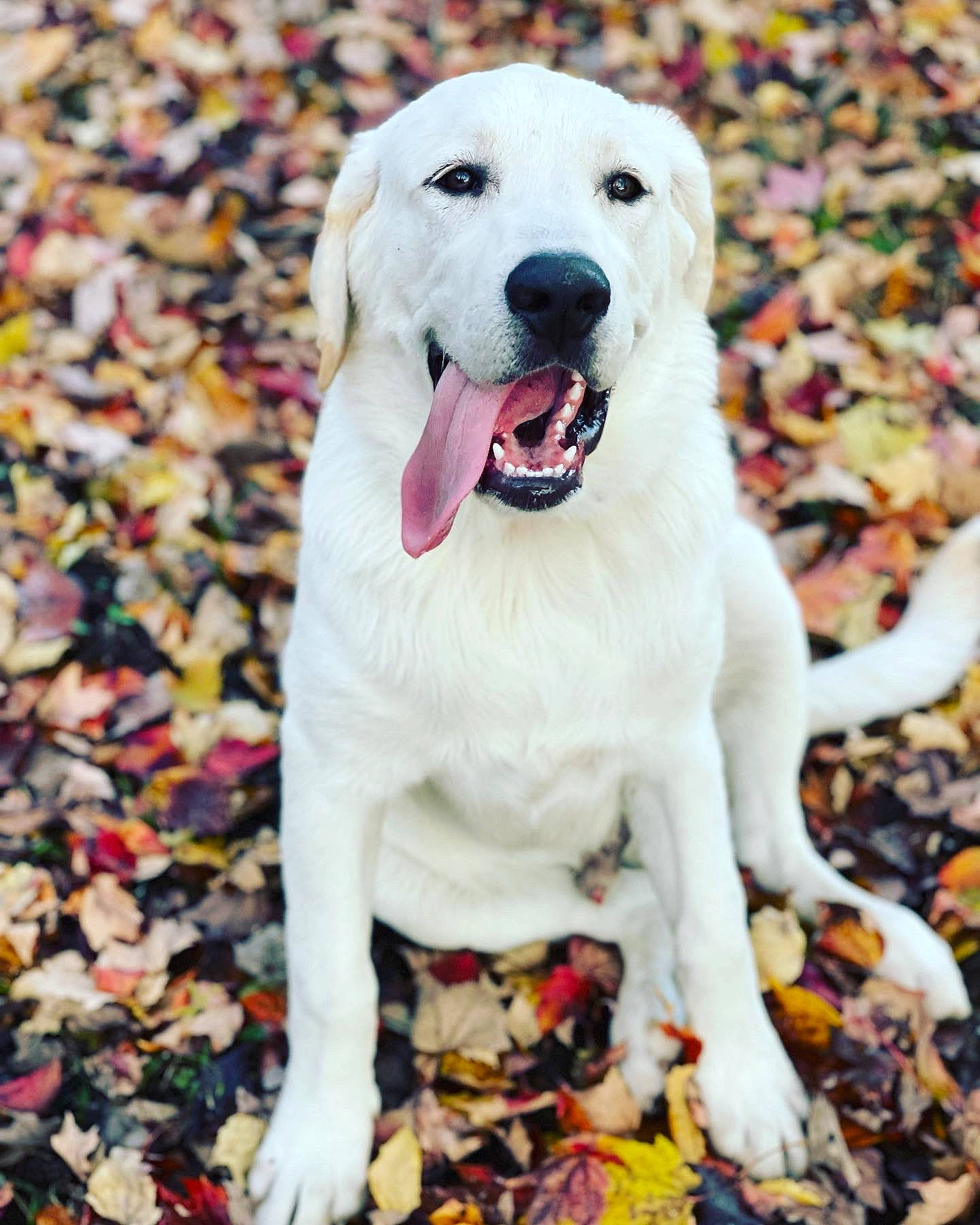 Koby joined the competition — help win amazing prizes! canidae, carnivore, collar, companion_dog, dog, dog_breed, dog_collar, fawn, grass, happy, pet_supply, photo_caption, plant, retriever, snout, sporting_group, tail, tree, whiskers, working_animal