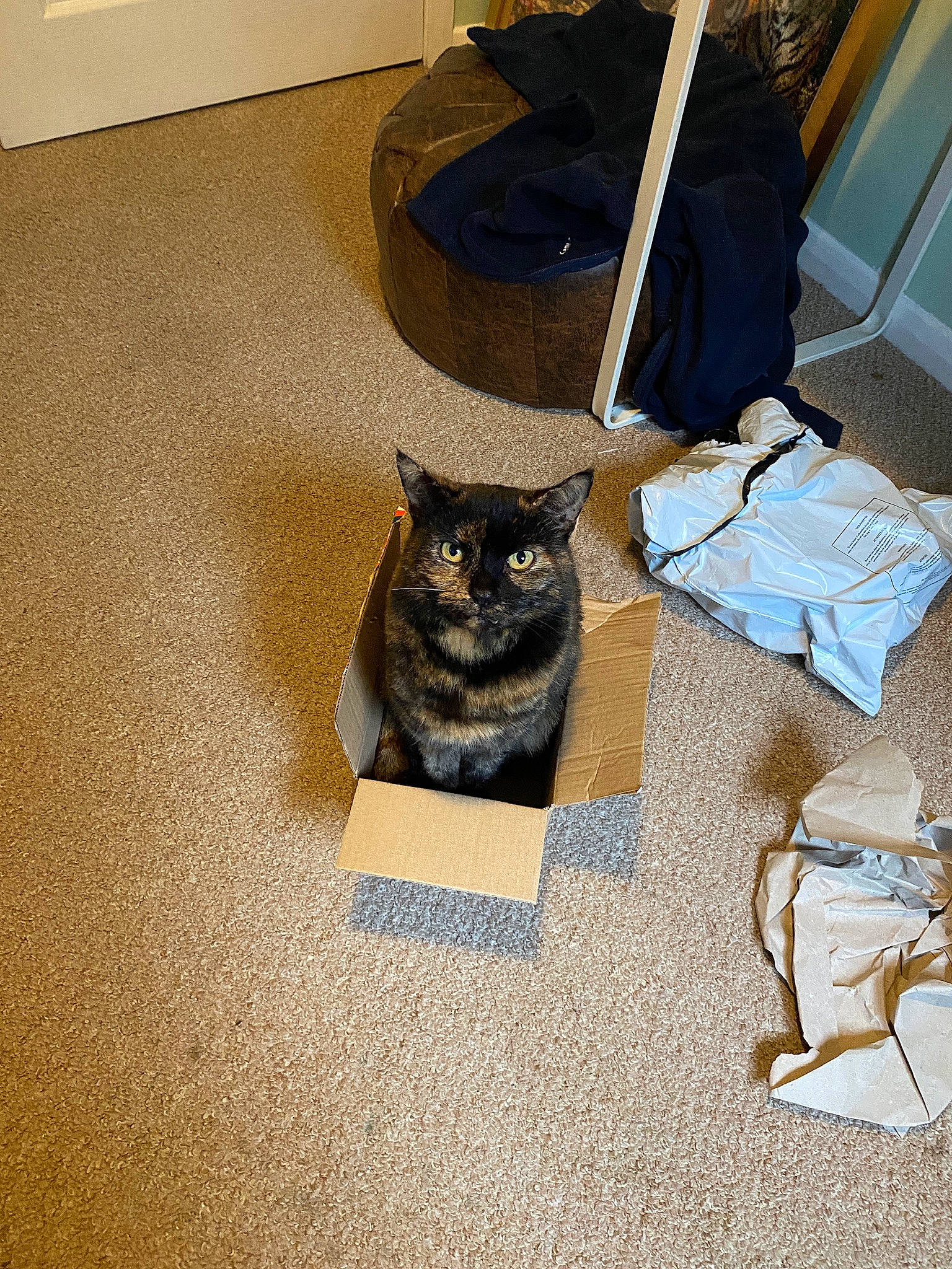 Effy is registered to the contest to win money with this photo: bag, black_cat, carnivore, carpet, cat, comfort, domestic_short_haired_cat, felidae, floor, flooring, fur, grey, hardwood, luggage_and_bags, plant, room, small_to_medium_sized_cats, tail, whiskers, wood