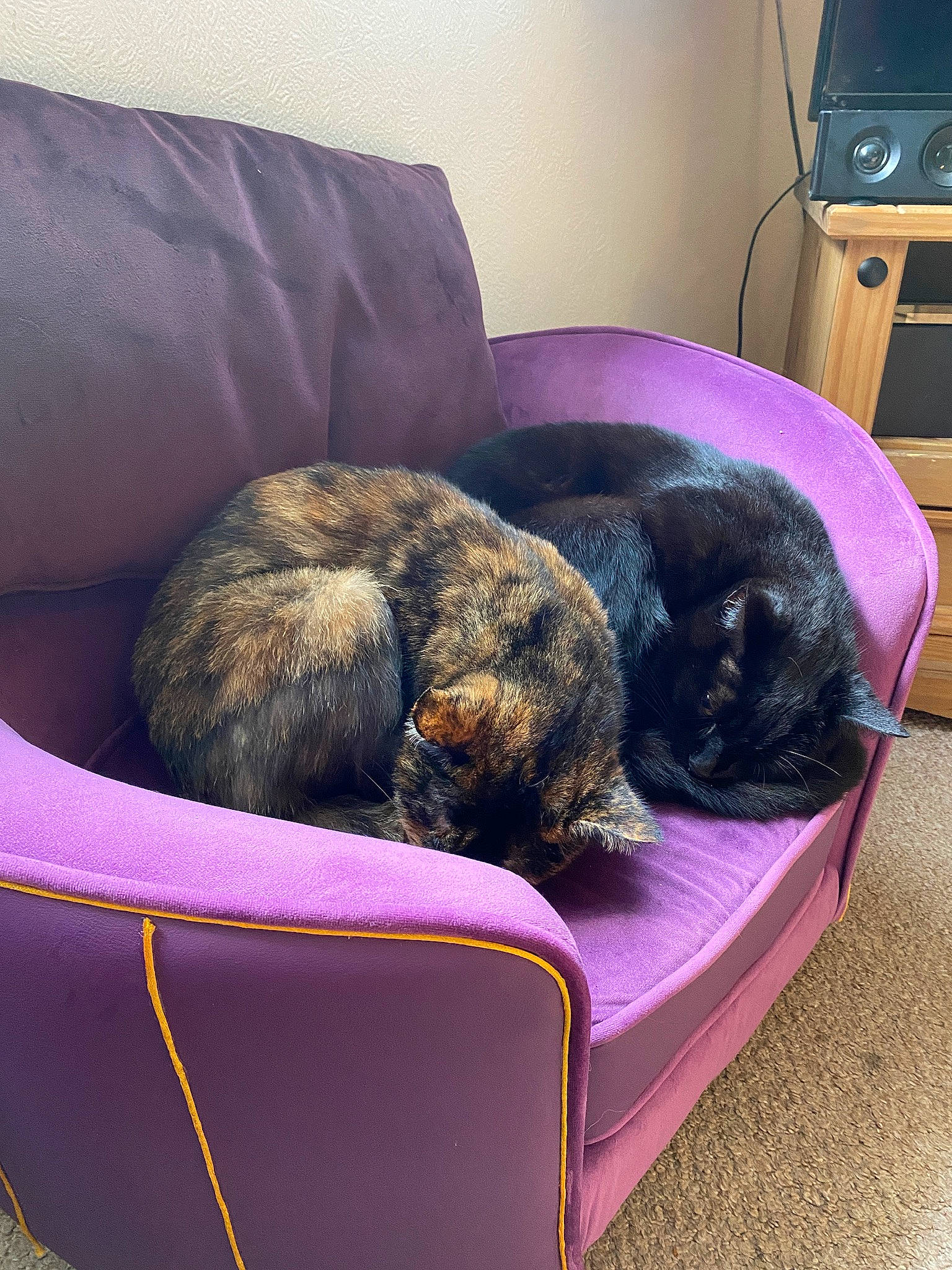 Effy joined the competition — help win amazing prizes! analog_television, carnivore, cat, comfort, companion_dog, dog_breed, domestic_short_haired_cat, felidae, fur, home_appliance, kitchen_appliance, liver, magenta, nap, pet_supply, room, small_to_medium_sized_cats, tail, television, whiskers