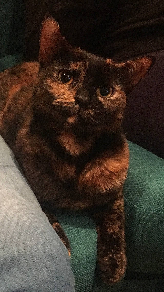 Effy joined the competition — help win amazing prizes! black_cat, carnivore, cat, claw, darkness, domestic_short_haired_cat, ear, eye, felidae, fur, havana_brown, small_to_medium_sized_cats, snout, tail, terrestrial_animal, whiskers