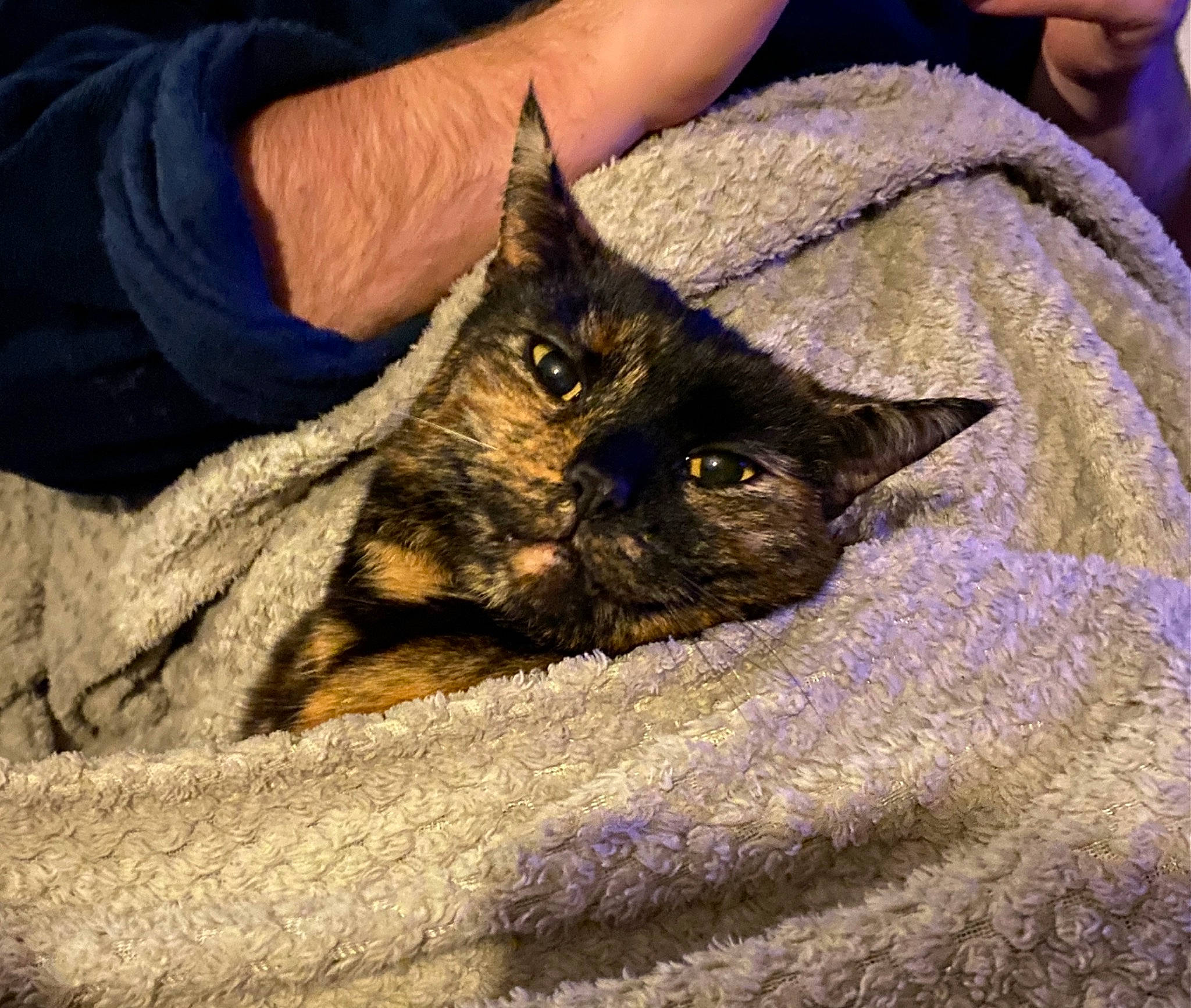 Effy is registered to the contest to win money with this photo: black_cat, carnivore, cat, claw, comfort, denim, domestic_short_haired_cat, electric_blue, felidae, fur, grass, linens, small_to_medium_sized_cats, snout, whiskers