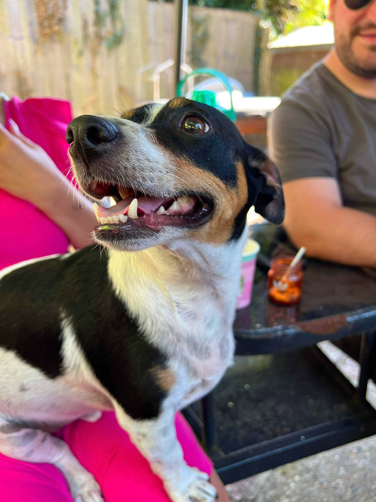 Buster is registered to the contest to win money with this photo: ball, baseball_cap, beard, canidae, carnivore, collar, companion_dog, dog, dog_breed, dog_collar, dog_supply, eyewear, fawn, fun, fur, goggles, leash, sunglasses, t_shirt, whiskers