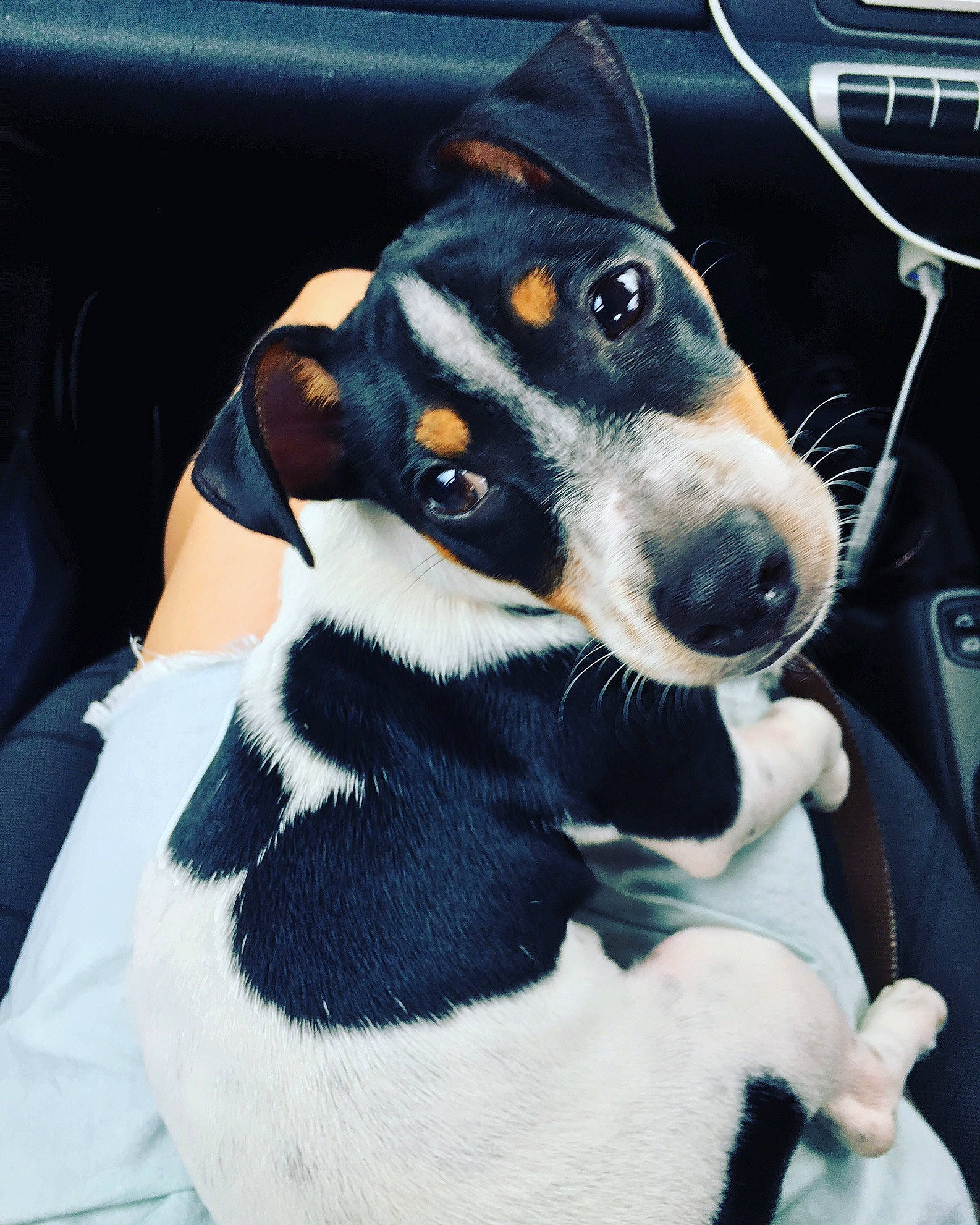 Buster is registered to the contest to win money with this photo: automotive_exterior, carnivore, collar, comfort, companion_dog, dog, dog_breed, dog_collar, dog_supply, electric_blue, fur, guard_dog, non_sporting_group, small_terrier, toy_dog, vehicle_door, whiskers, windshield, working_animal, working_dog