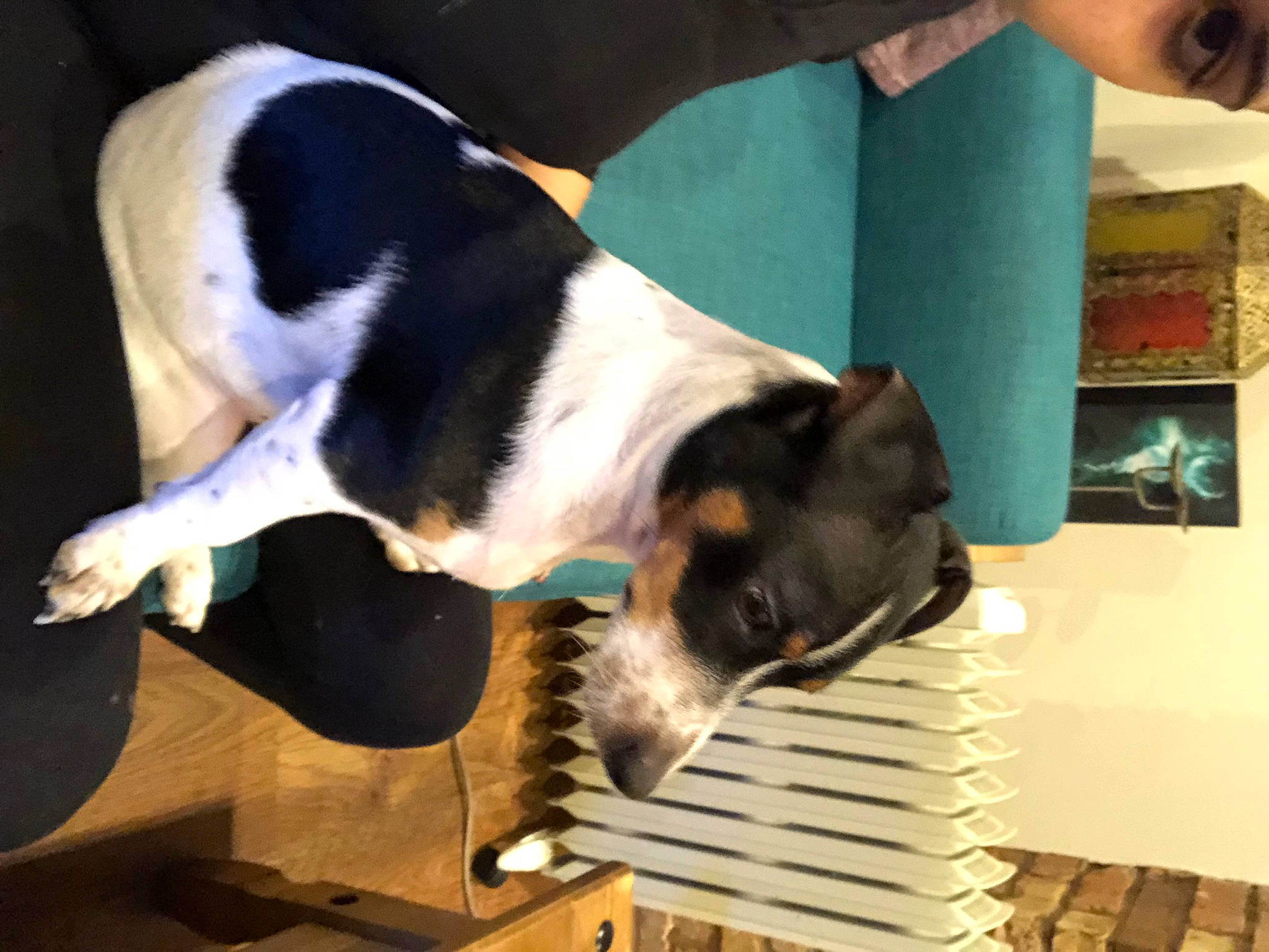 Buster joined the competition — help win amazing prizes! canidae, carnivore, chair, comfort, companion_dog, dog, dog_breed, fur, hound, pet_supply, scent_hound, sharing, snout, sporting_group, tail, wood, working_animal, working_dog
