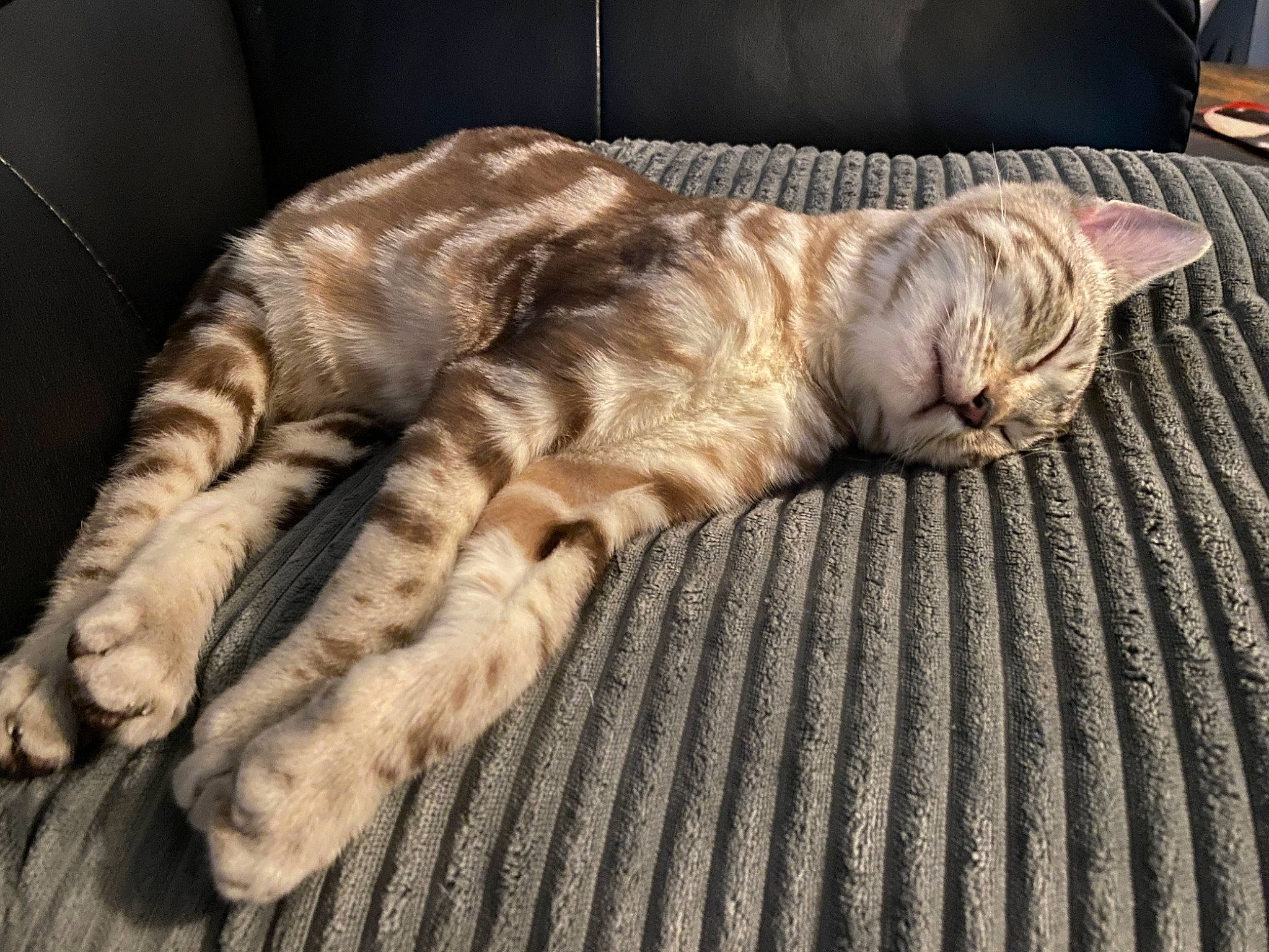 Buckworth is registered to the contest to win money with this photo: carnivore, cat, claw, comfort, domestic_short_haired_cat, fawn, felidae, foot, fur, hardwood, linens, nap, paw, sleep, small_to_medium_sized_cats, snout, tail, terrestrial_animal, whiskers, wood