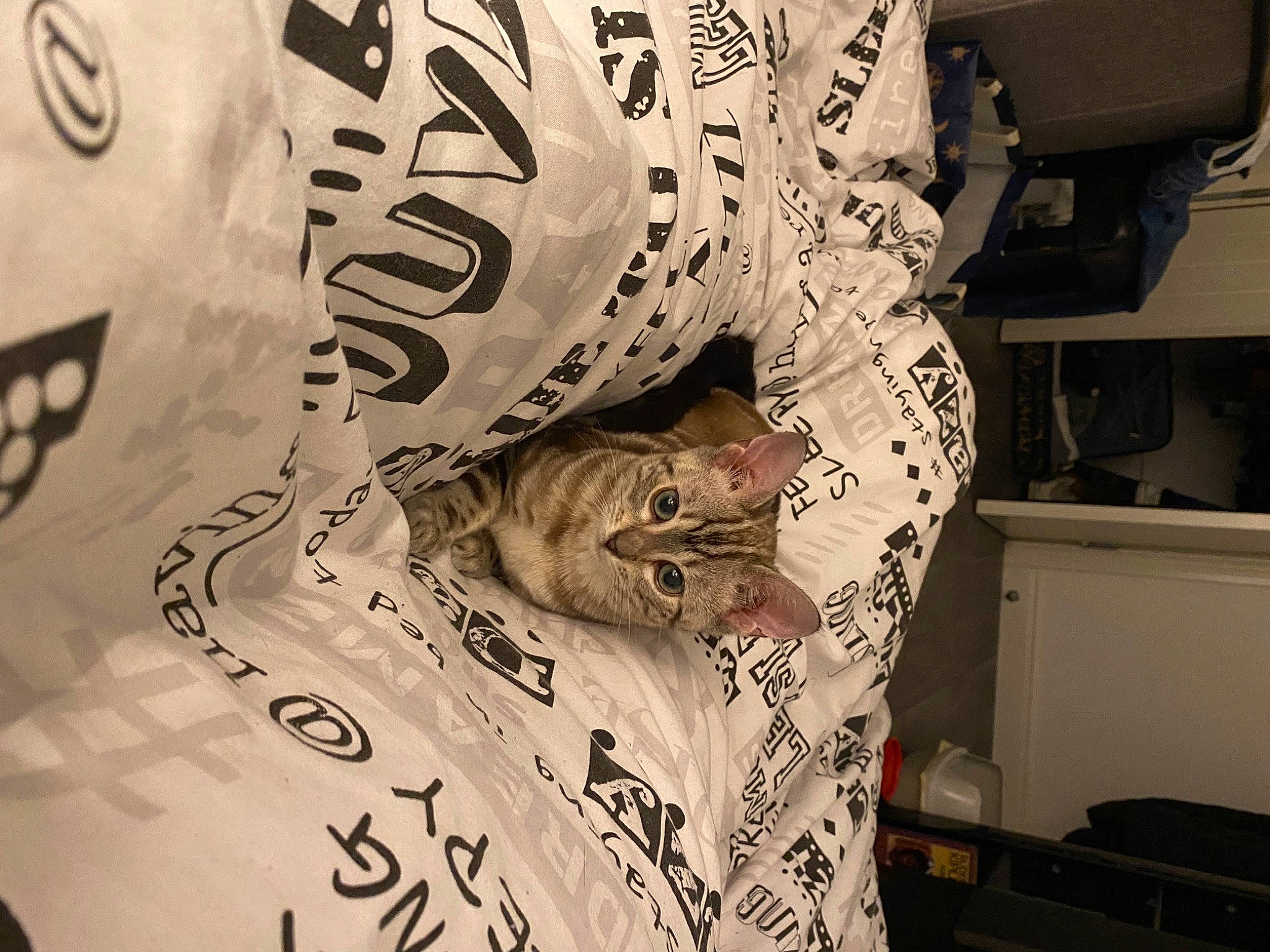 Buckworth joined the competition — help win amazing prizes! art, cat, felidae, font, fur, illustration, ink, linens, machine, monochrome, monochrome_photography, paper, pattern, room, sleeve, small_to_medium_sized_cats, t_shirt, tattoo, visual_arts, whiskers