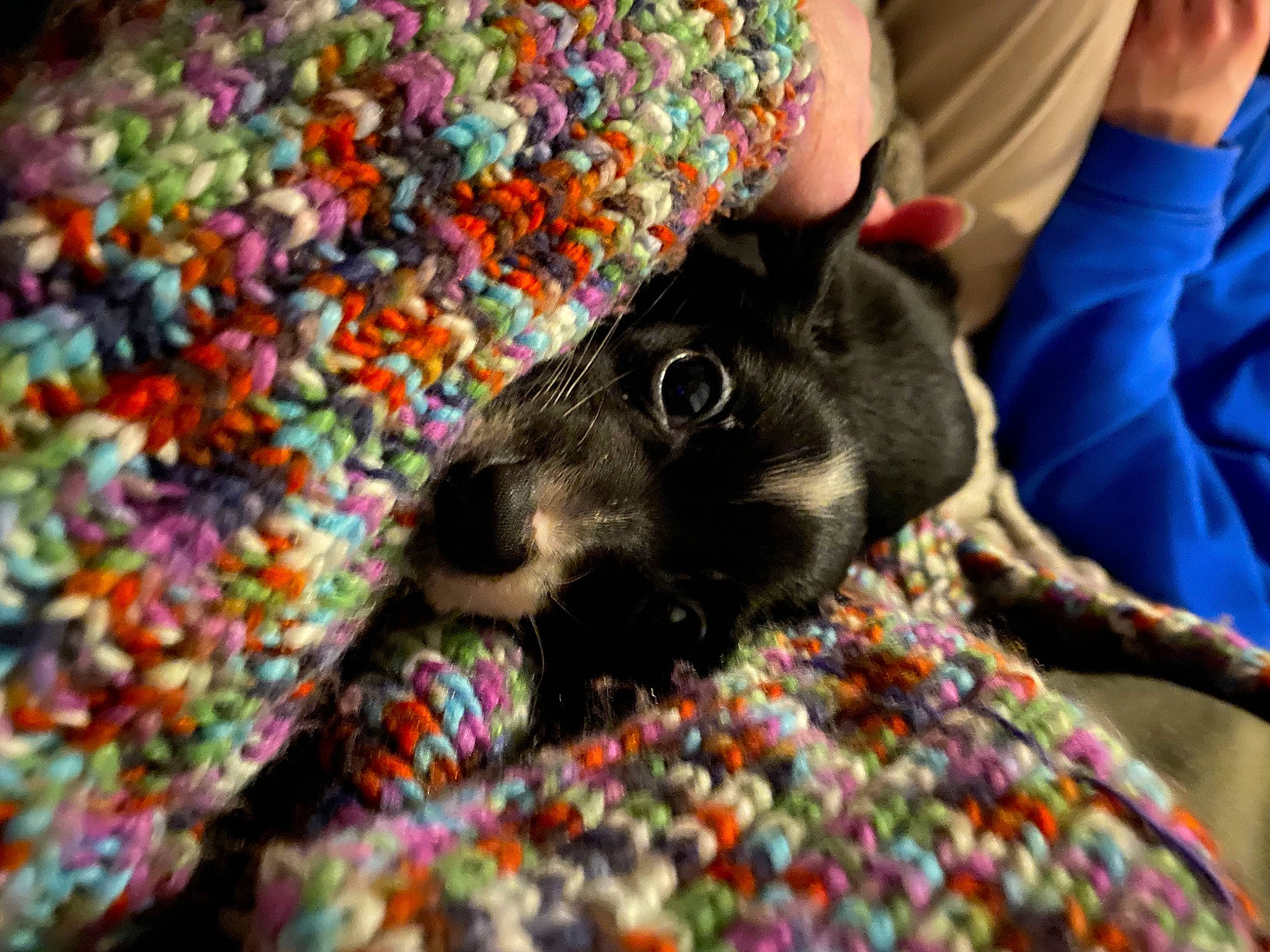 Luci joined the competition — help win amazing prizes! canidae, carmine, carnivore, companion_dog, dog, dog_breed, fashion_accessory, fawn, foot, fur, human_leg, linens, nail, pattern, snout, stuffed_toy, thread, toy, wool, woolen