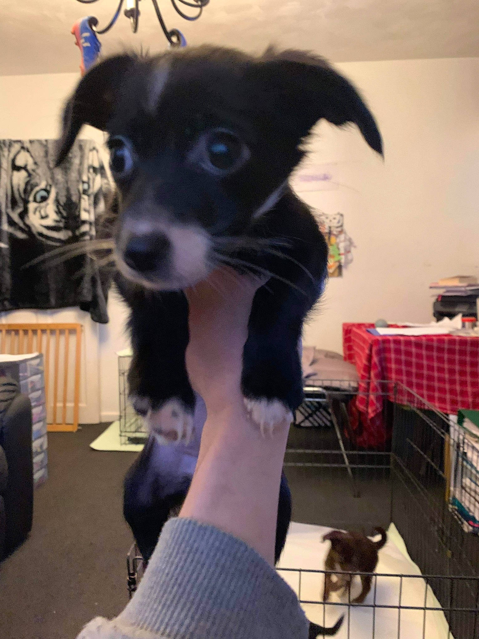 Luci joined the competition — help win amazing prizes! bag, border_collie, carnivore, collar, companion_dog, dog, dog_breed, ear, fur, gesture, luggage_and_bags, non_sporting_group, puppy, snout, toy_dog, whiskers, working_animal, working_dog