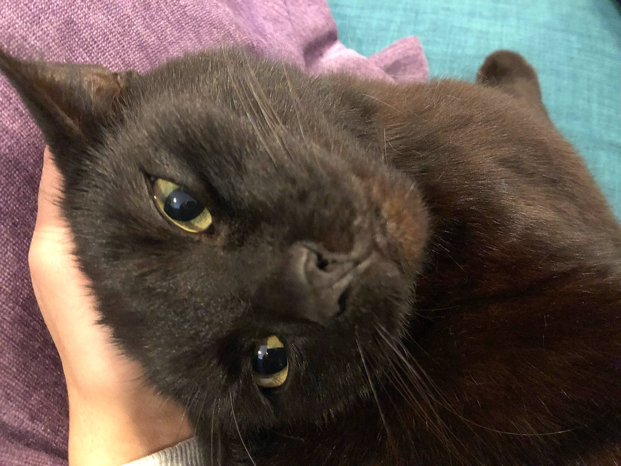 Hobbs joined the competition — help win amazing prizes! black_cat, bombay, carnivore, cat, comfort, domestic_short_haired_cat, ear, felidae, fur, havana_brown, small_to_medium_sized_cats, terrestrial_animal, vertebrate, whiskers