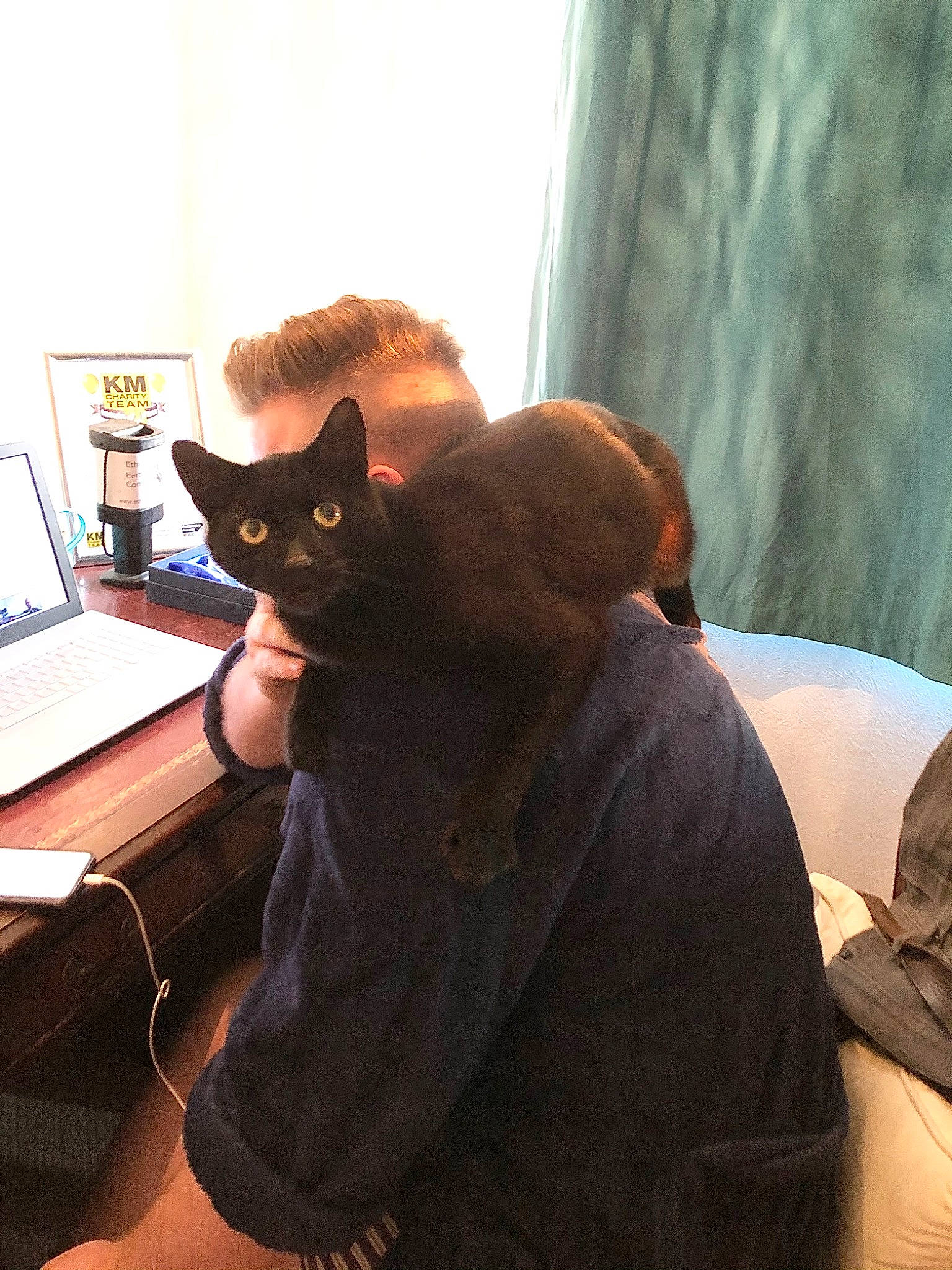 Hobbs joined the competition — help win amazing prizes! black_cat, carnivore, cat, comfort, computer, curtain, domestic_short_haired_cat, felidae, fur, gadget, lap, laptop, personal_computer, sitting, small_to_medium_sized_cats, tail, touchpad, whiskers, window, wood