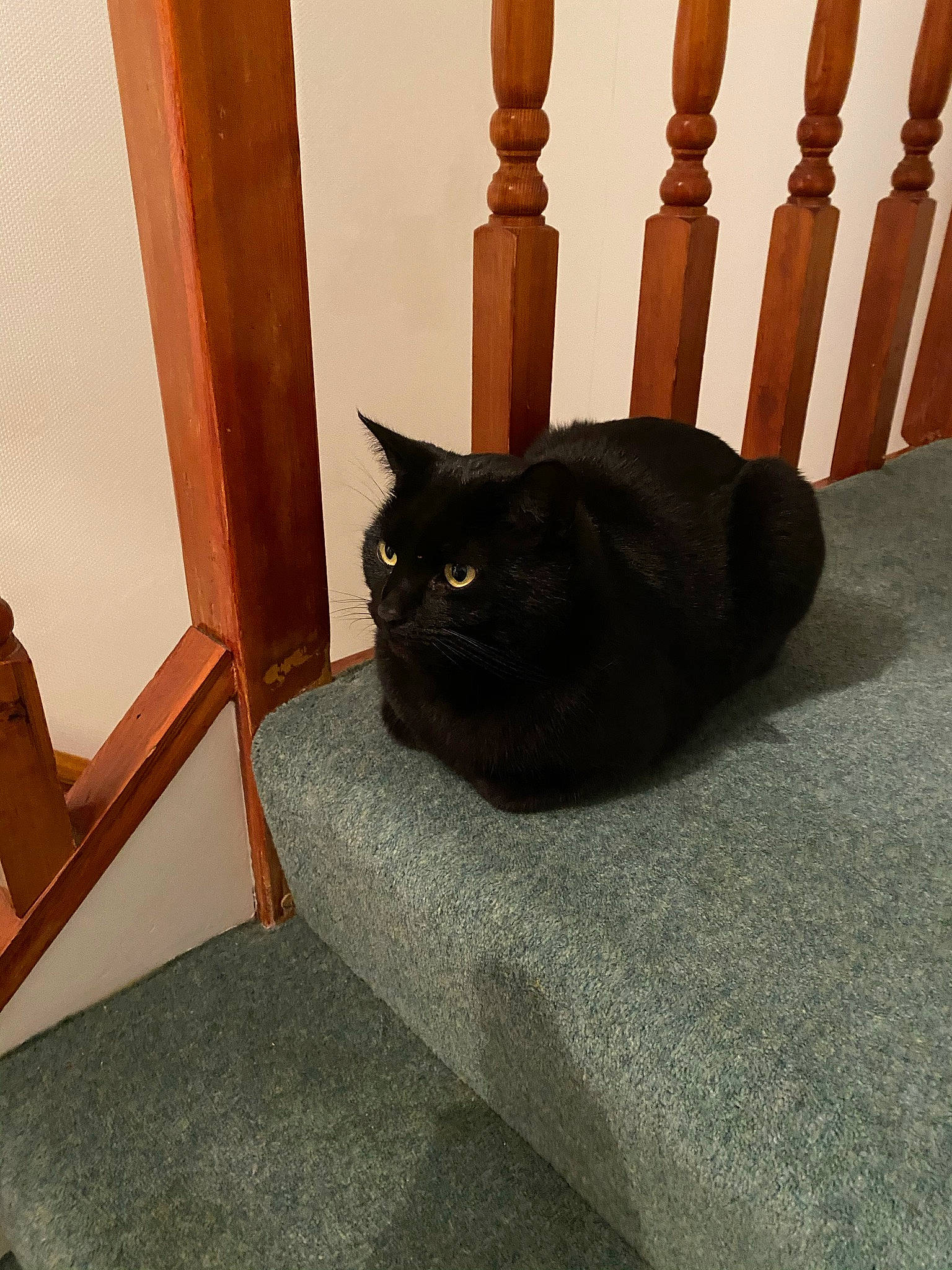 Hobbs joined the competition — help win amazing prizes! black_cat, bombay, brown, carnivore, cat, comfort, domestic_short_haired_cat, felidae, fence, floor, flooring, fur, grey, hardwood, room, small_to_medium_sized_cats, tail, tints_and_shades, whiskers, wood