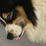 Ulysse participe au concours pour gagner de l'argent avec cette photo : dog, close_up, lying_down, tongue_out, fur, pet, animal, sleepy, resting, black, white, brown, texture, canine, muzzle, snout, portrait, cute, indoor, cozy
