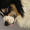 dog, close_up, lying_down, tongue_out, fur, pet, animal, sleepy, resting, black, white, brown, texture, canine, muzzle, snout, portrait, cute, indoor, cozy