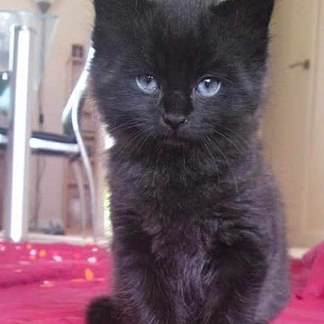 Alfie is registered to the contest to win money with this photo: asian, asian_semi_longhair, black_cat, british_longhair, british_semi_longhair, carnivore, cat, chartreux, cymric, domestic_long_haired_cat, domestic_short_haired_cat, felidae, kitten, korat, mammal, norwegian_forest_cat, small_to_medium_sized_cats, turkish_angora, vertebrate, whiskers