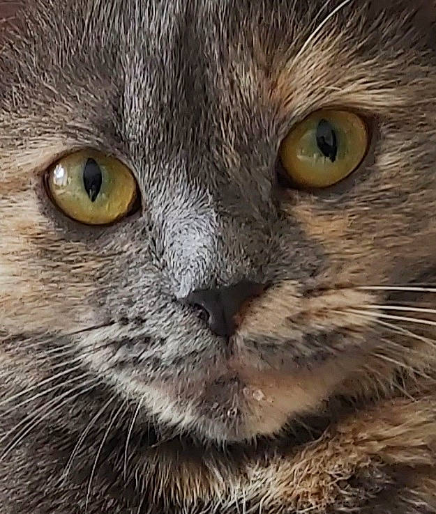 Kira a rejoint le concours — aidez-le/la à gagner de superbes lots ! carnivore, cat, close_up, domestic_short_haired_cat, felidae, fur, grey, iris, pet_supply, small_to_medium_sized_cats, snout, terrestrial_animal, whiskers