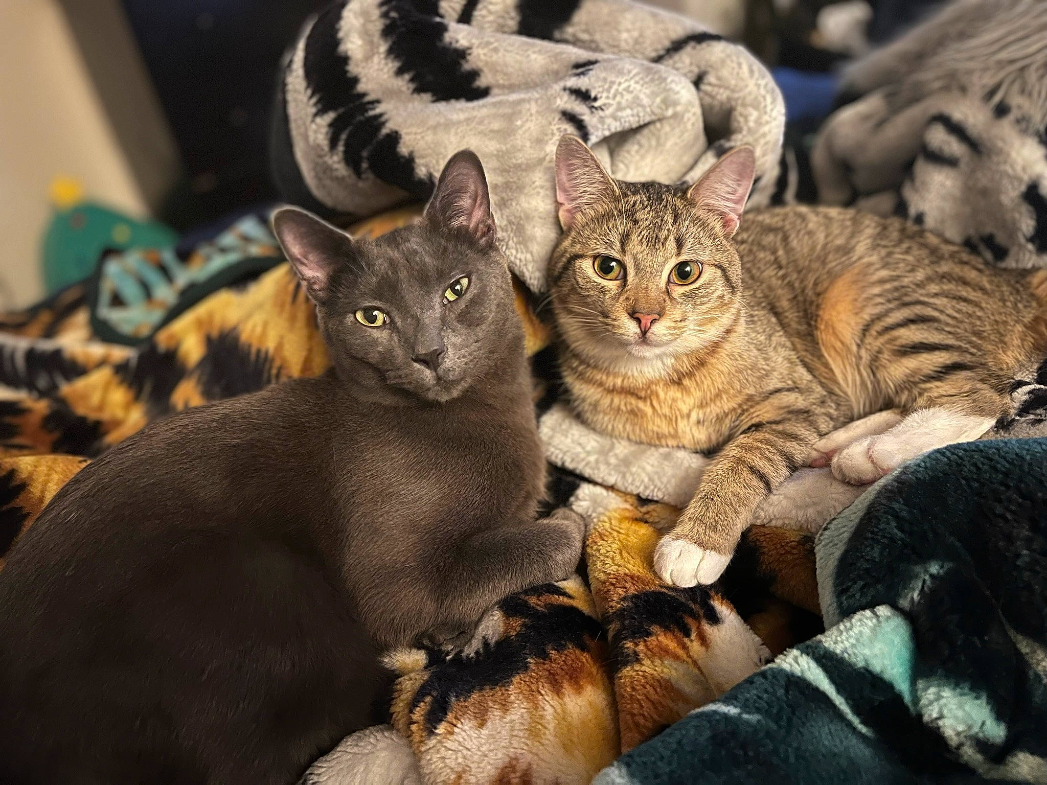 Ceaser joined the competition — help win amazing prizes! carnivore, cat, claw, comfort, domestic_short_haired_cat, event, fawn, felidae, fur, paw, sitting, small_to_medium_sized_cats, snout, tail, terrestrial_animal, whiskers, wildlife