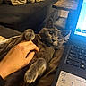 cat, hand, laptop, keyboard, couch, blanket, indoor, pet, gray_cat, relaxed, belly_rub, computer, technology, cozy, furniture, comfort, domestic, animal, human_hand, resting