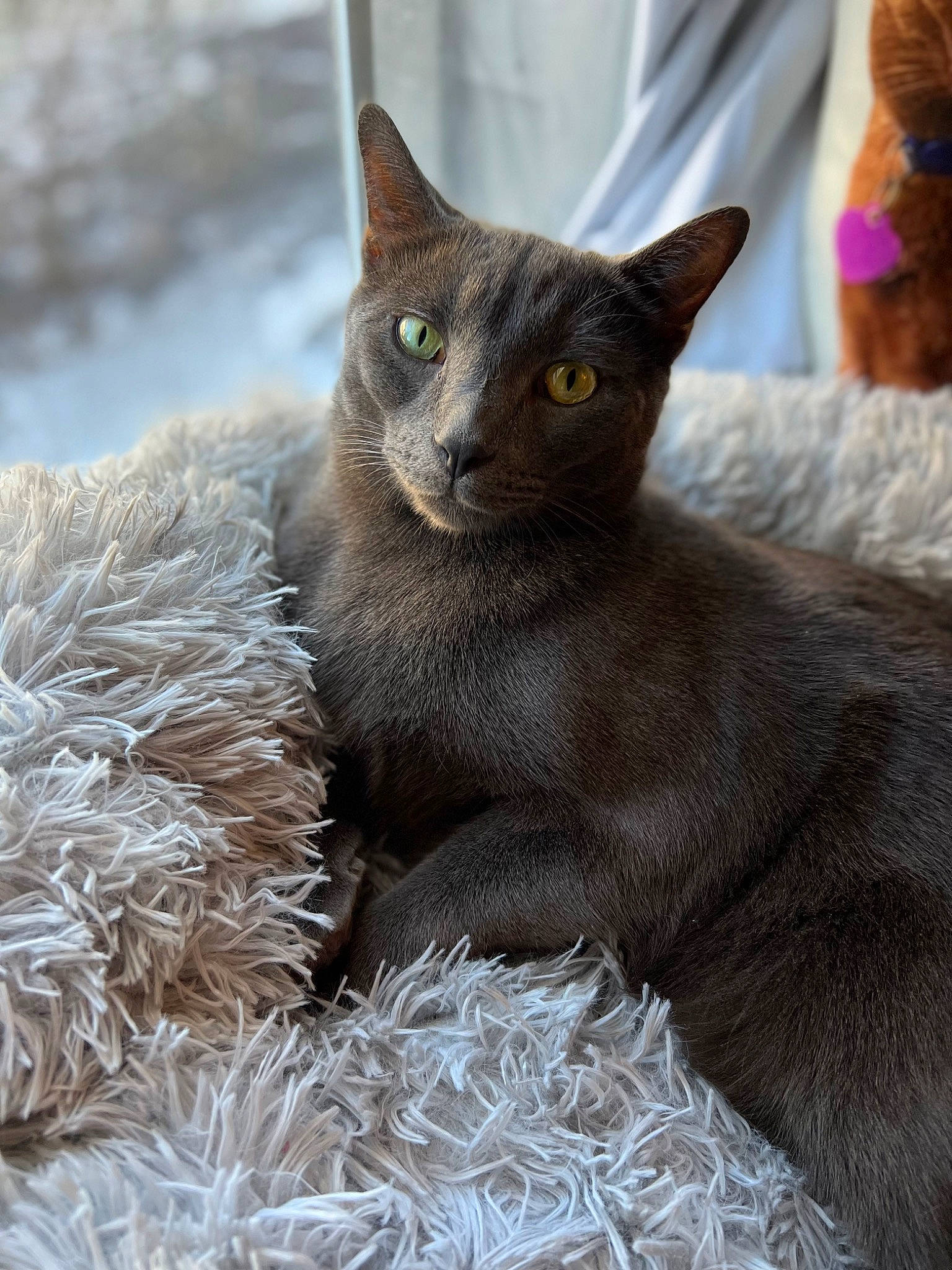 Ceaser joined the competition — help win amazing prizes! carnivore, cat, cat_supply, comfort, domestic_short_haired_cat, felidae, fur, grey, russian_blue, small_to_medium_sized_cats, snout, terrestrial_animal, whiskers, wildlife, window
