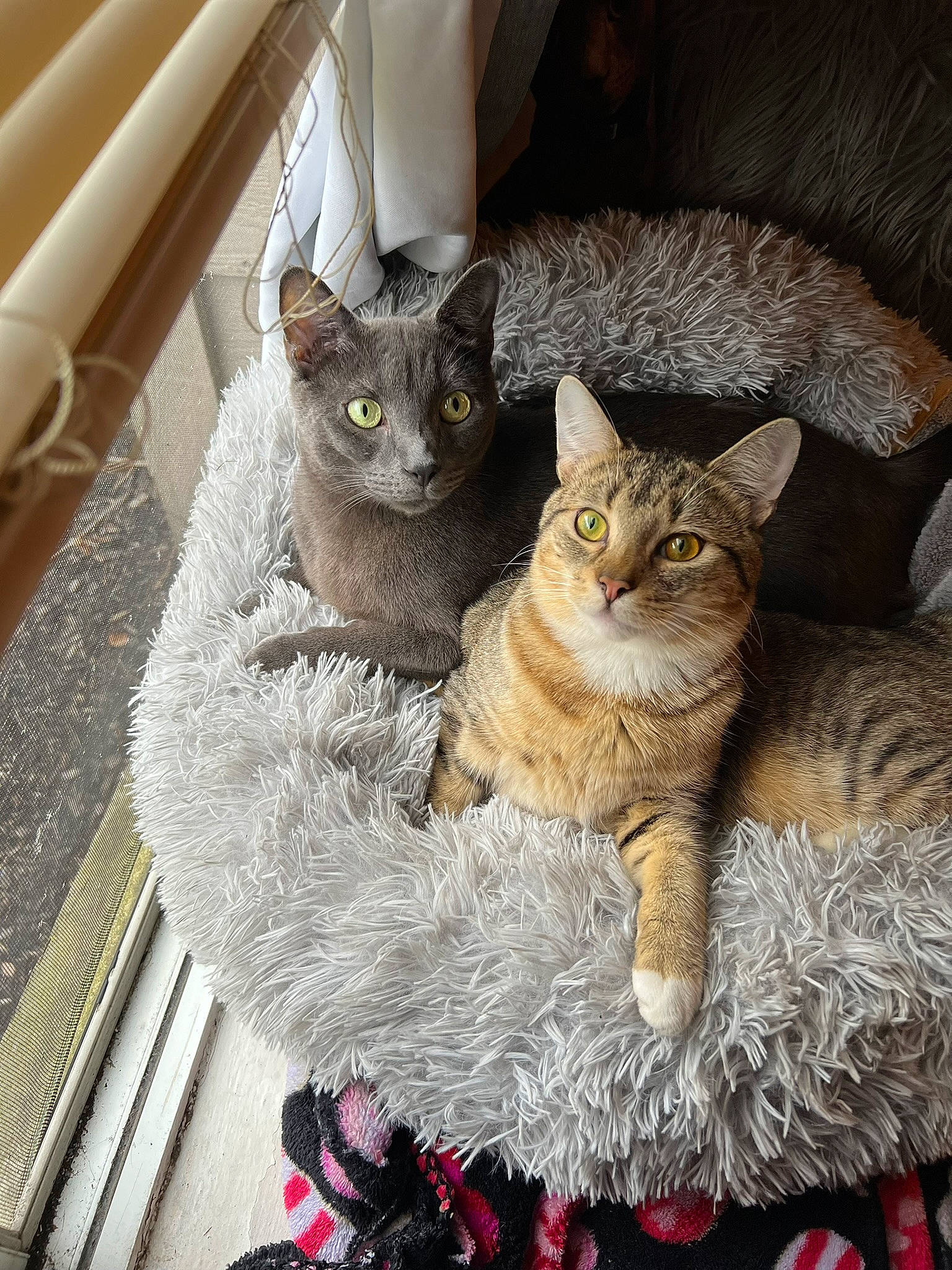 Ceaser is registered to the contest to win money with this photo: carnivore, cat, cat_furniture, cat_supply, claw, comfort, domestic_short_haired_cat, fawn, felidae, fur, paw, sitting, small_to_medium_sized_cats, snout, tail, whiskers, window