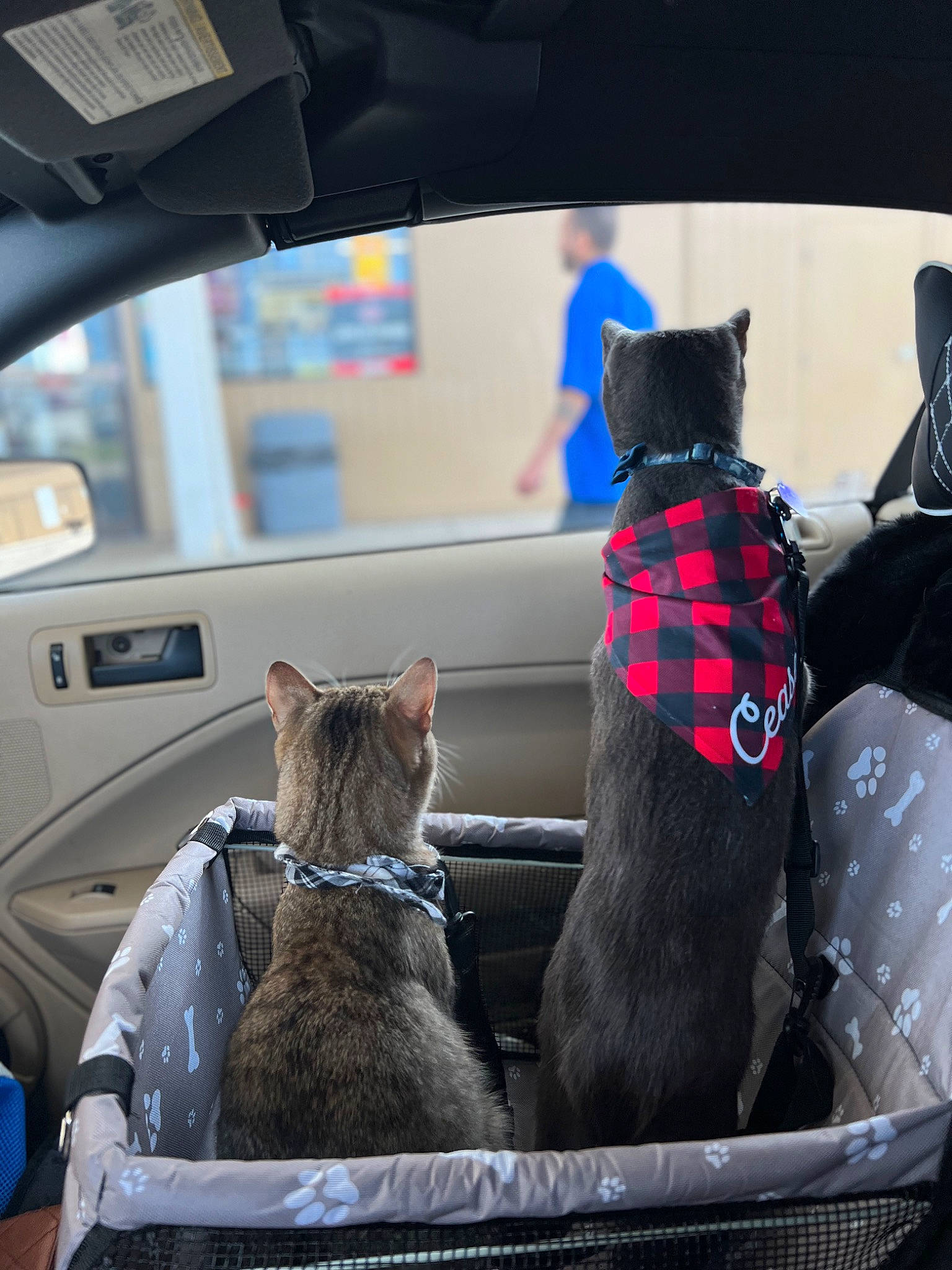 Ceaser joined the competition — help win amazing prizes! auto_part, automotive_design, automotive_exterior, car, carnivore, cat, collar, comfort, companion_dog, couch, dog_breed, felidae, mammal, motor_vehicle, small_to_medium_sized_cats, snapshot, vehicle, vertebrate, whiskers, window