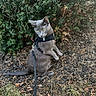 cat, gray_cat, harness, leash, outdoor, greenery, bush, yellow_eyes, curious, standing, pet, animal, nature, grass, leaves, ground, fur, small_animal, mammal, walking