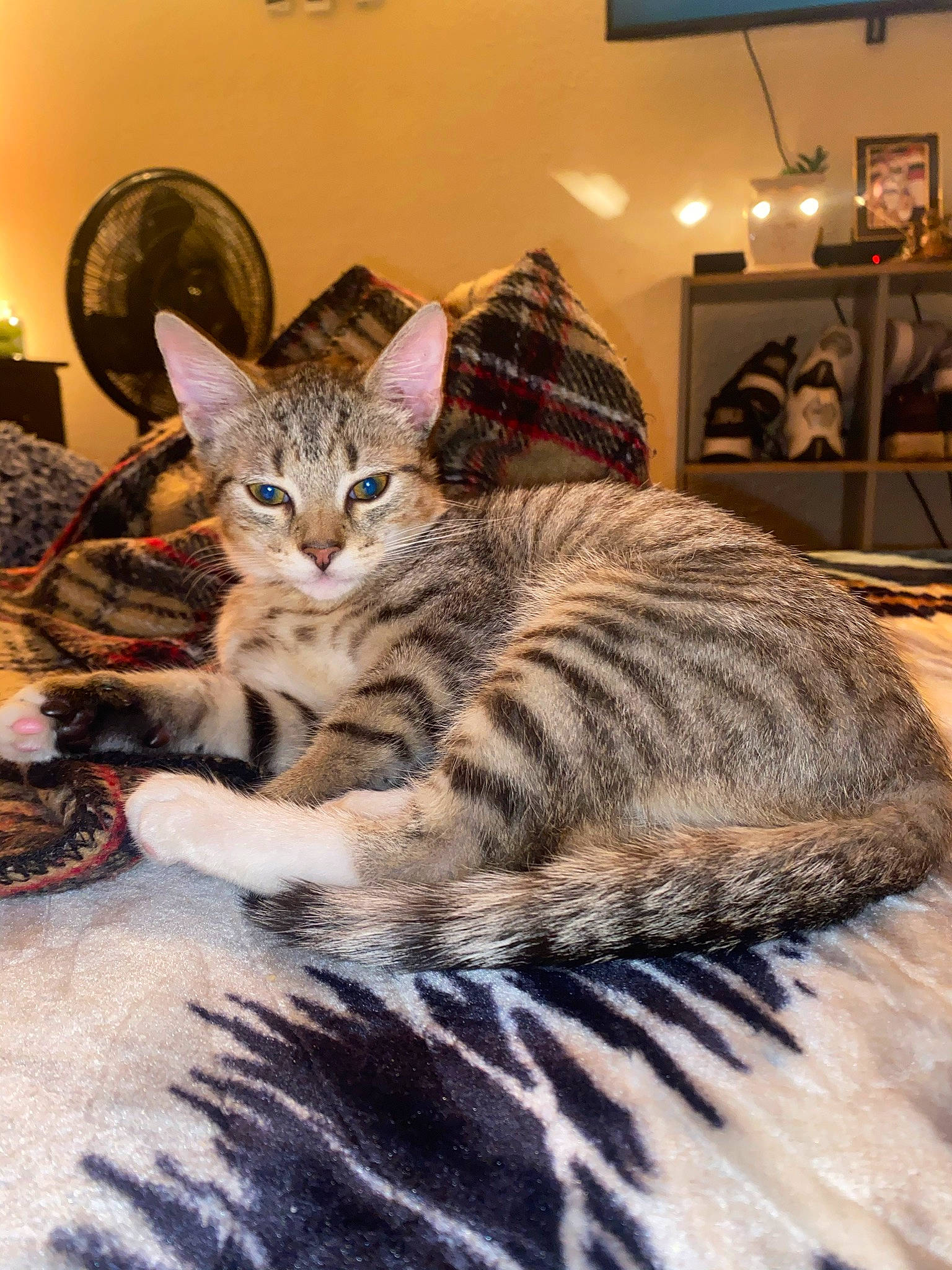 Carlos joined the competition — help win amazing prizes! carnivore, cat, comfort, couch, domestic_short_haired_cat, door, felidae, floor, flooring, fur, houseplant, living_room, picture_frame, room, sitting, small_to_medium_sized_cats, snout, tail, whiskers, wood