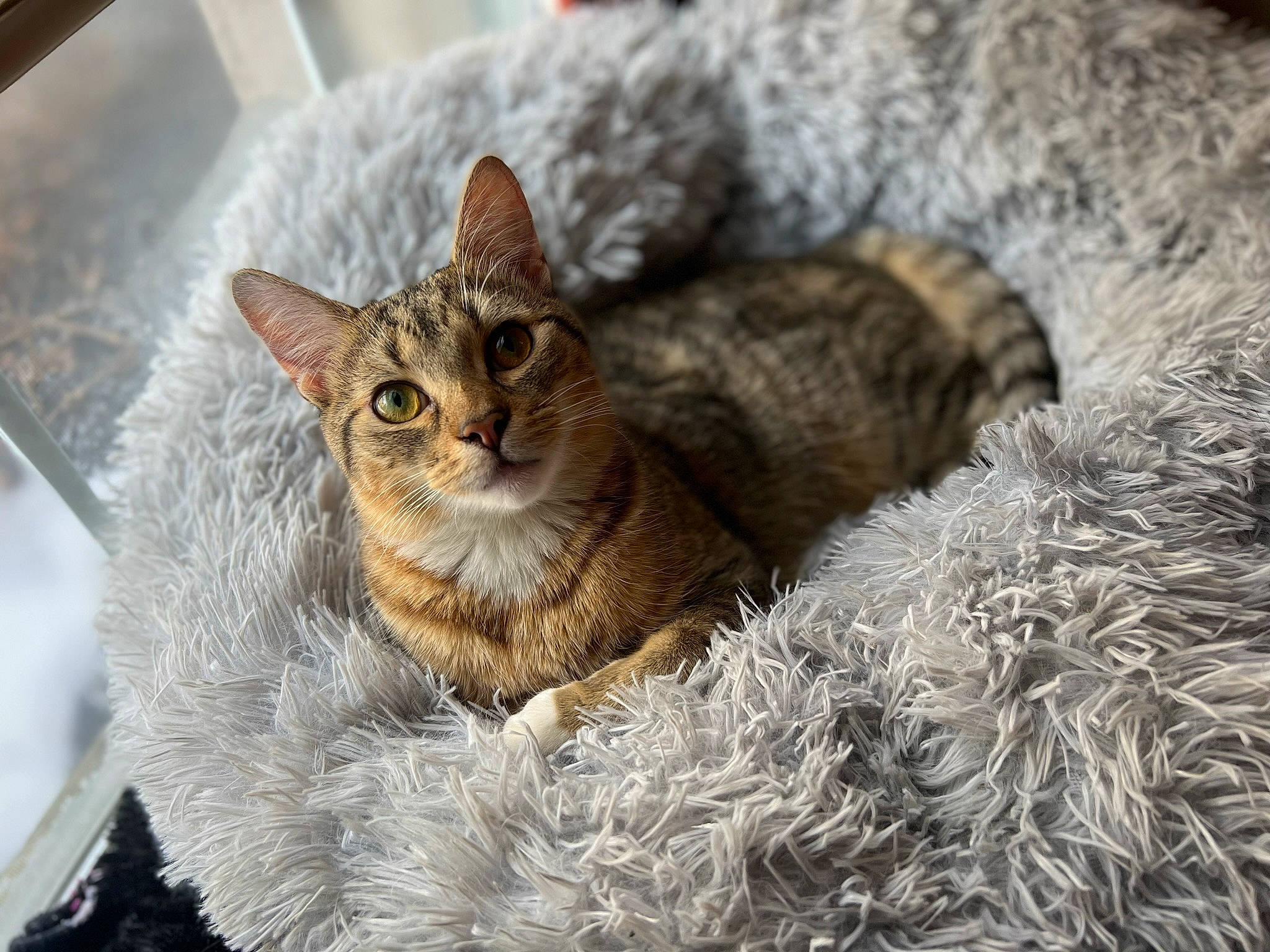 Carlos is registered to the contest to win money with this photo: carnivore, cat, cat_supply, claw, domestic_short_haired_cat, felidae, fur, grass, natural_material, paw, sitting, small_to_medium_sized_cats, snout, tail, terrestrial_animal, tree, whiskers, wildlife, winter