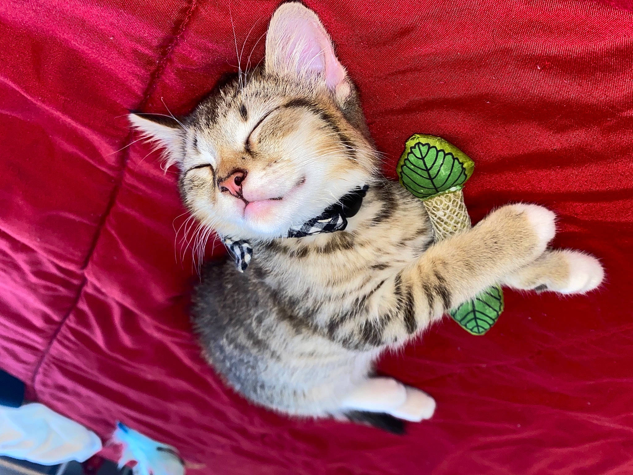 Carlos is registered to the contest to win money with this photo: carnivore, cat, claw, comfort, domestic_short_haired_cat, eye, fashion_accessory, fawn, felidae, foot, fur, linens, nap, paw, sitting, sleep, small_to_medium_sized_cats, snout, tail, whiskers