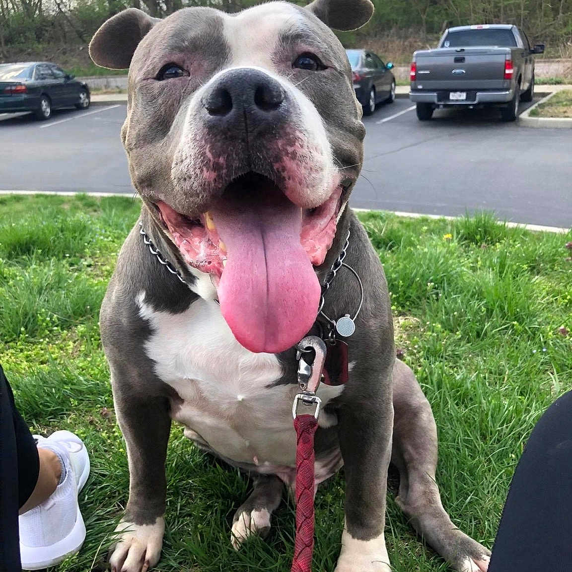 Rex